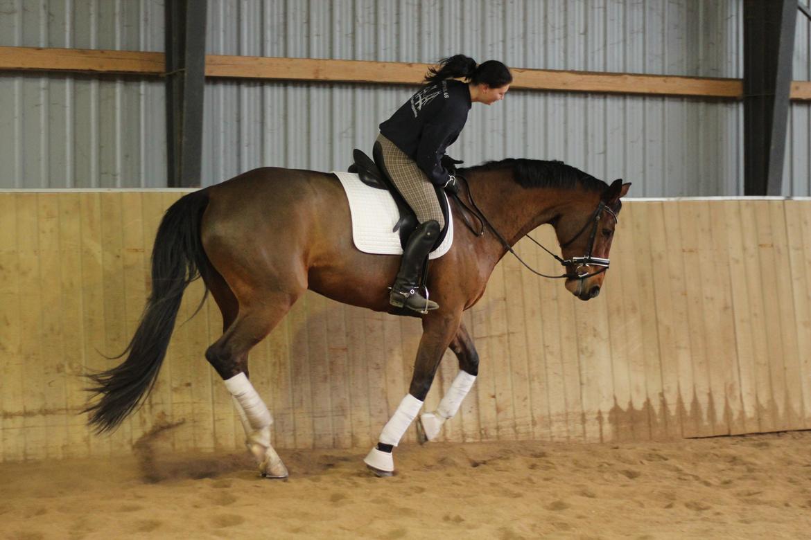 Dansk Varmblod Åkær Charlot, Lotten  billede 29