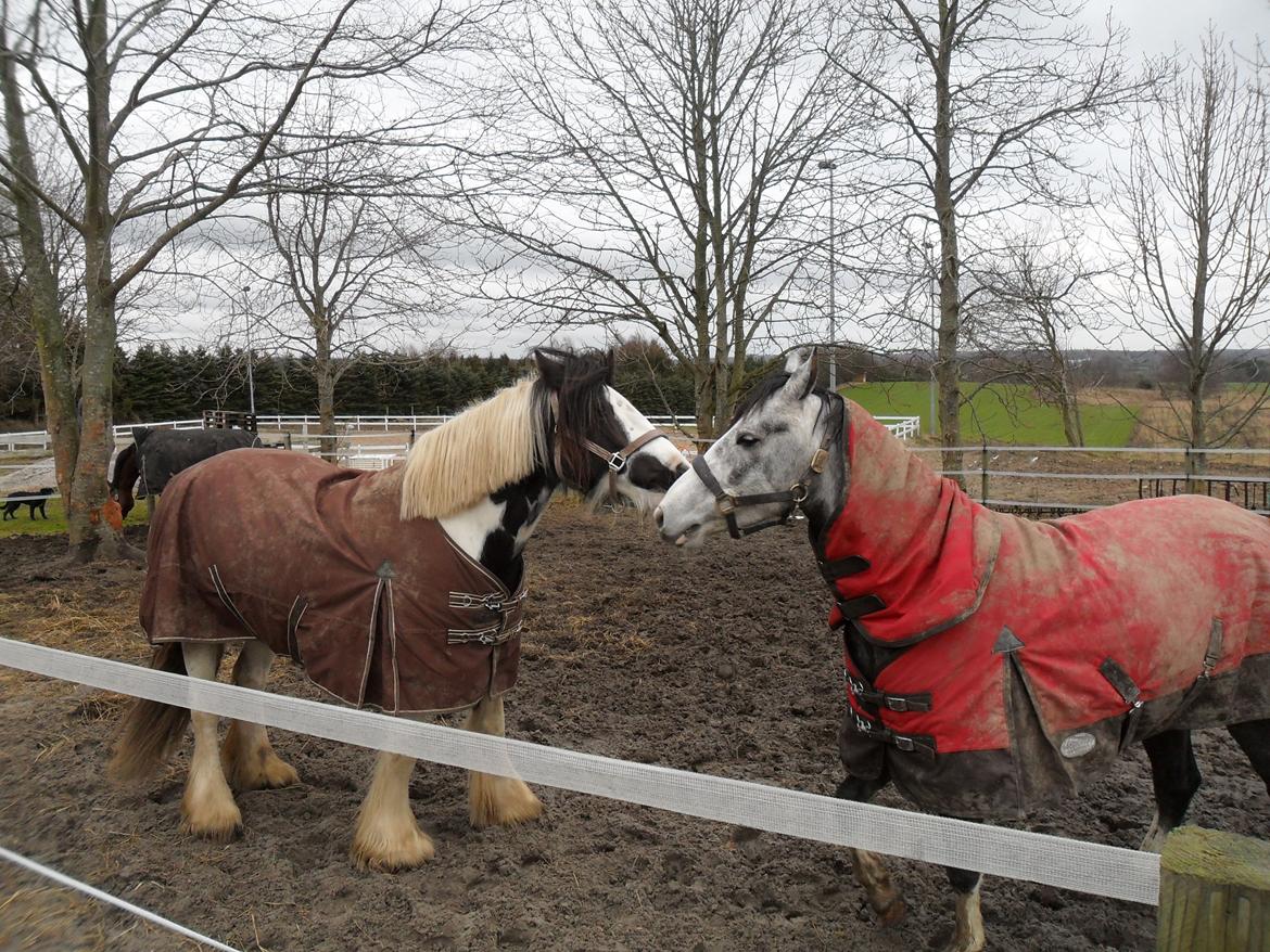 Irish Cob Holly billede 15