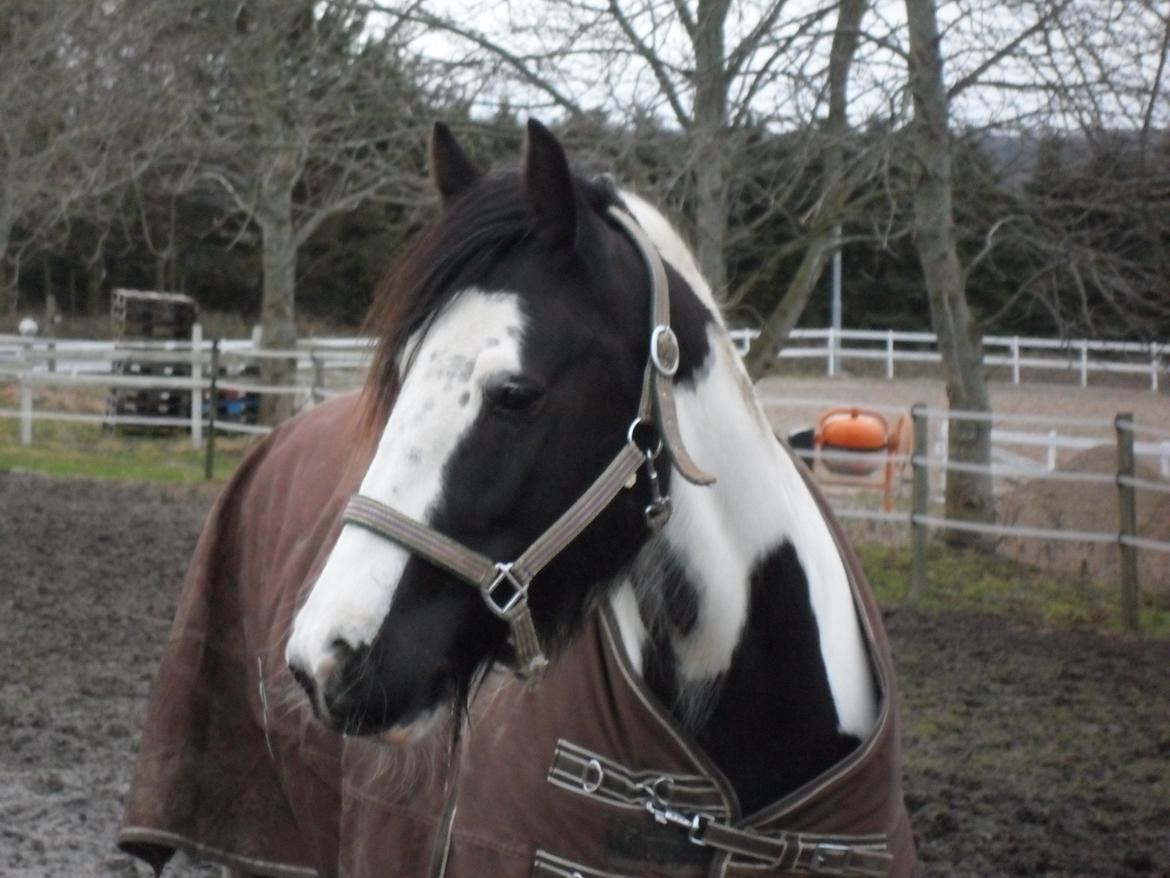 Irish Cob Holly - Vinter på fold billede 1