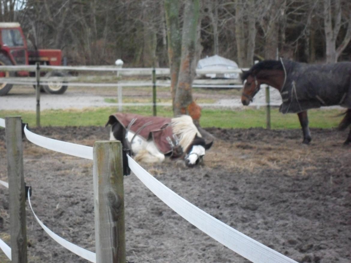 Irish Cob Holly - Og jeg ruller mig... billede 16