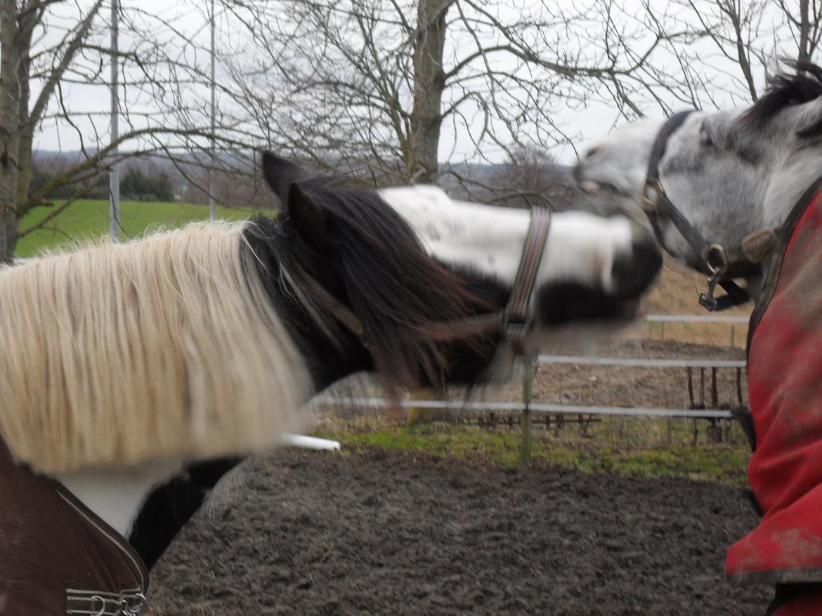 Irish Cob Holly - Leg på folden med Carletti billede 18