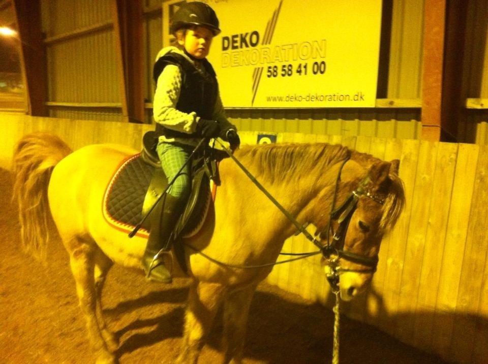 Gotlandsruss Prins billede 5