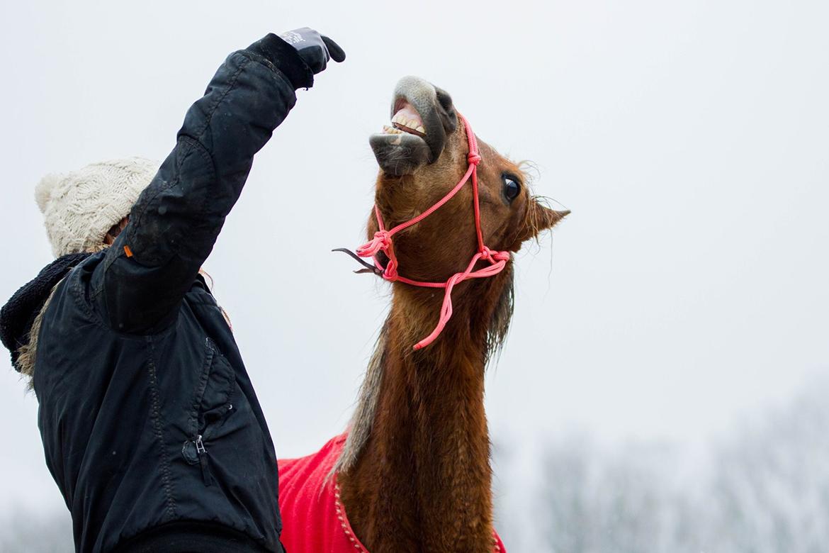 Anden særlig race Gry Soleil [Himmelhest] - Smile.. (Taget af Katja Møller Jensen) billede 11