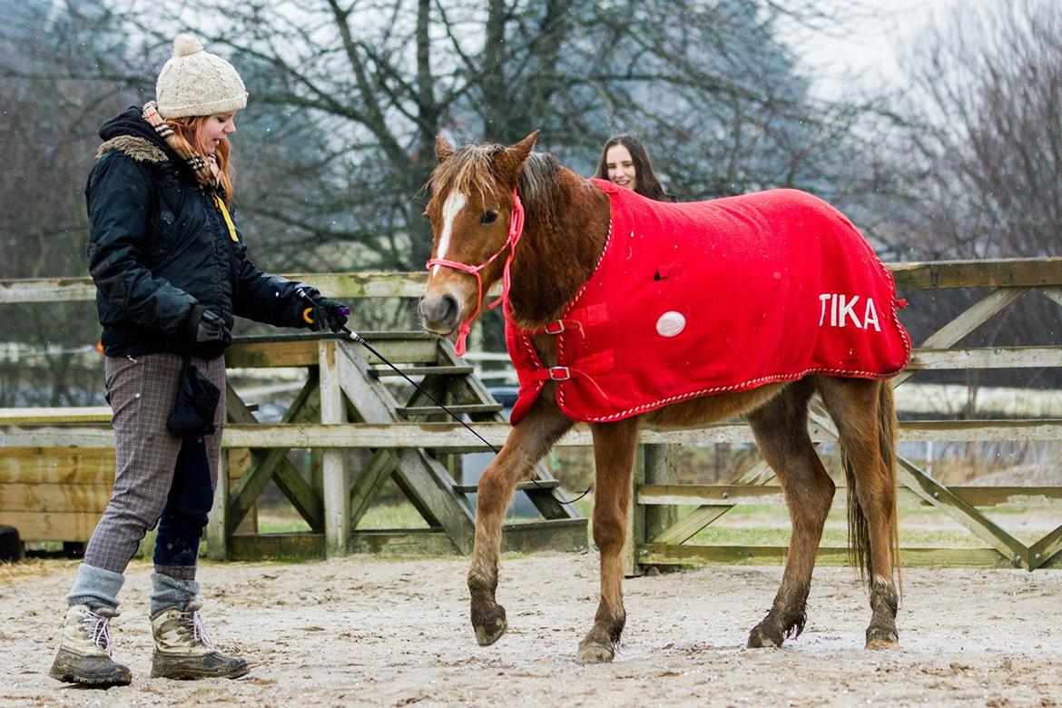 Anden særlig race Gry Soleil [Himmelhest] - Starten på spanske skridt. (Taget af Katja Møller Jensen) billede 9