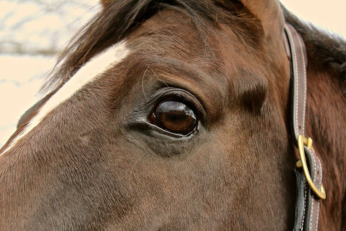 Dansk Varmblod Don poséidon F.J. - dato. 16/2-2014 billede 17