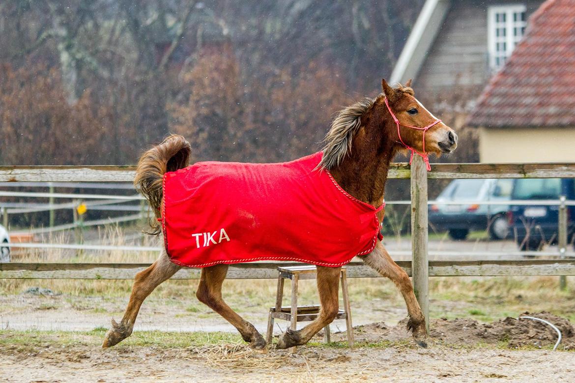 Anden særlig race Gry Soleil [Himmelhest] - Araber fis! (Taget af Katja Møller Jensen) billede 12