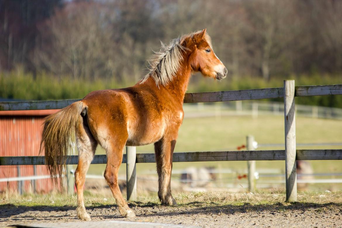 Anden særlig race Gry Soleil [Himmelhest] - Smukke .. (Taget af Katja Møller Jensen) billede 3
