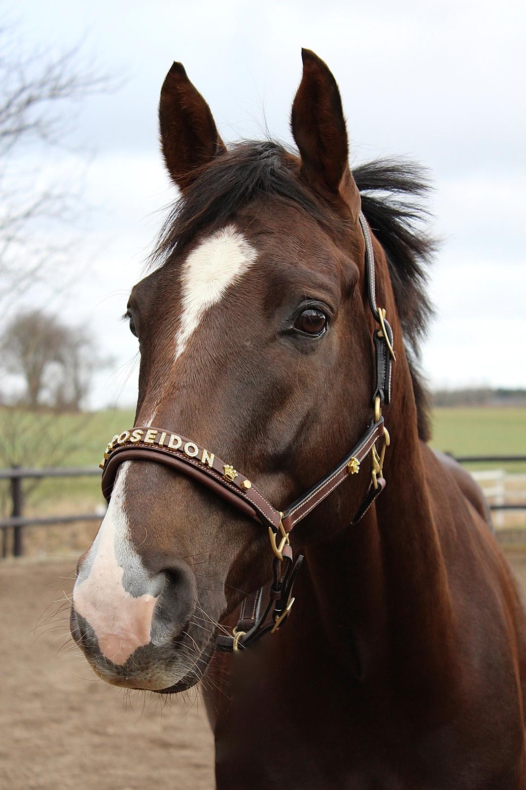 Dansk Varmblod Don poséidon F.J. - dato. 16/2-2014 billede 3