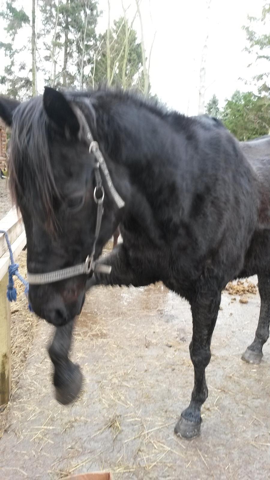 Trakehner Steinberg E (Spartacus) billede 8