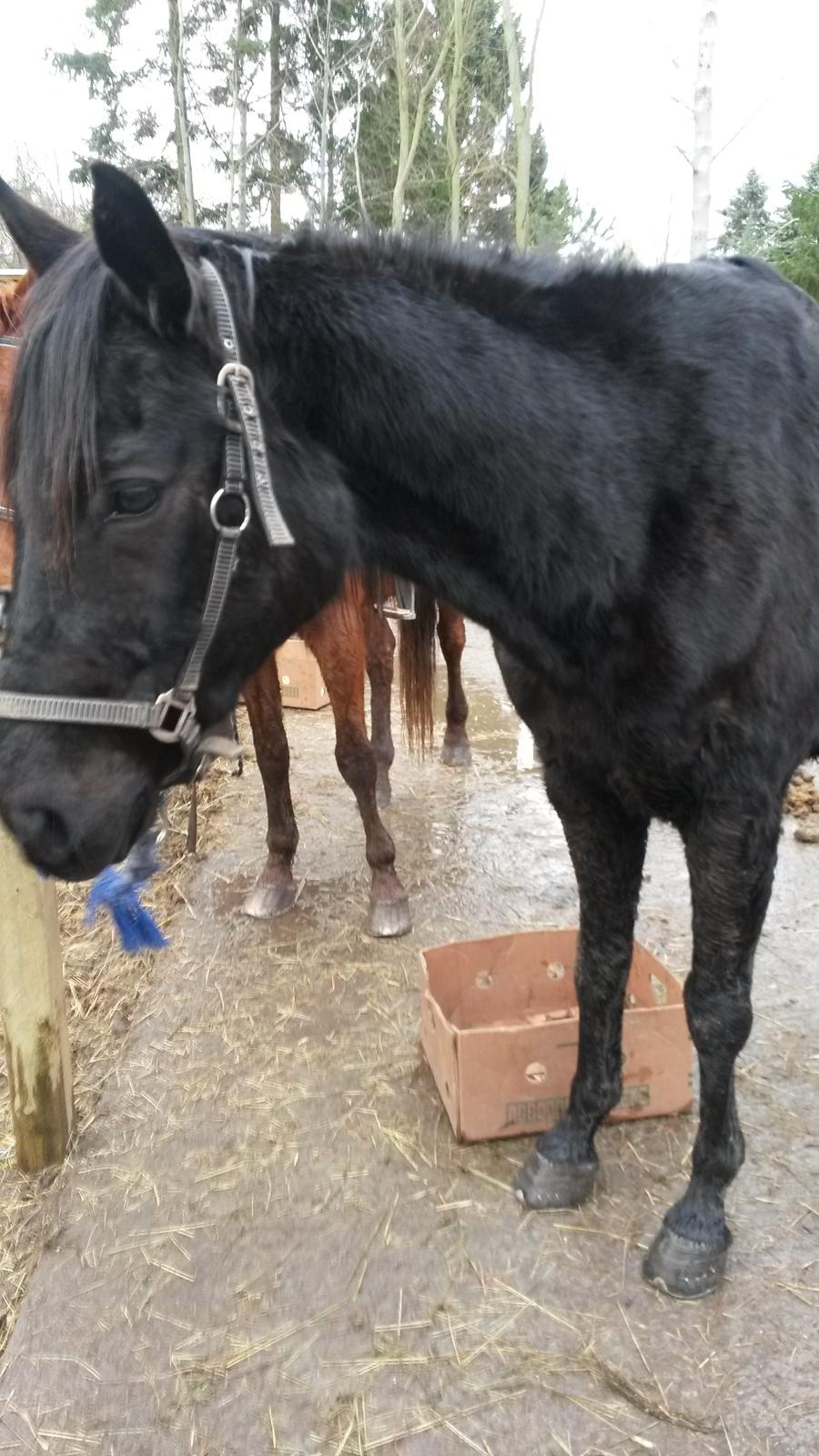 Trakehner Steinberg E (Spartacus) - mit mille muldyr :-) billede 9