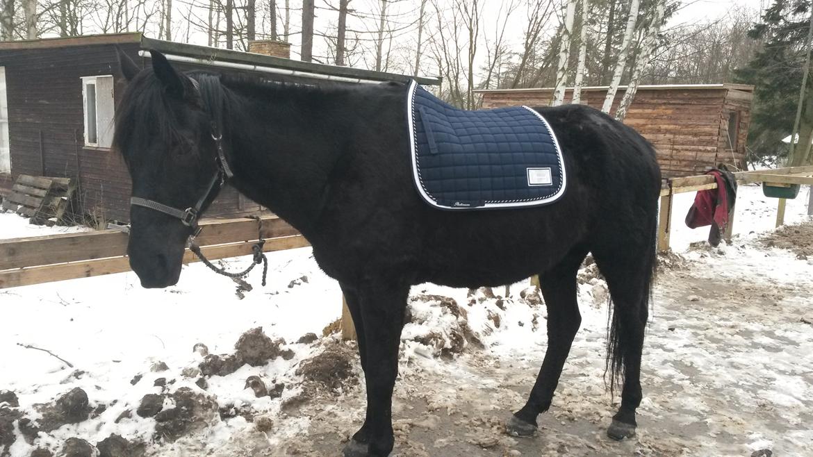 Trakehner Steinberg E (Spartacus) billede 10