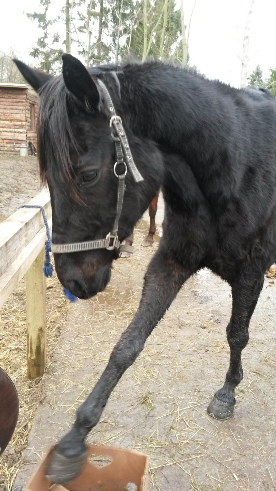 Trakehner Steinberg E (Spartacus) billede 11