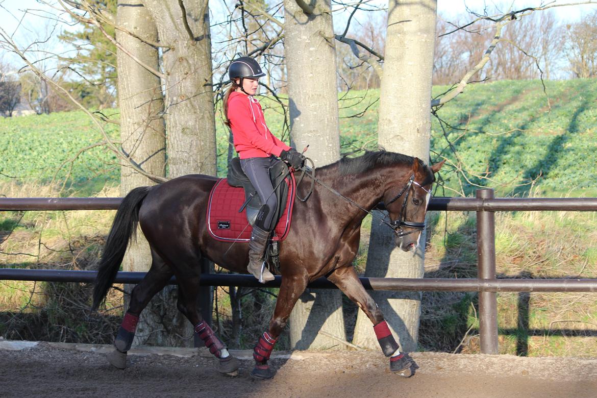 Dansk Varmblod Don poséidon F.J. - dato. 31/12-2013 billede 19