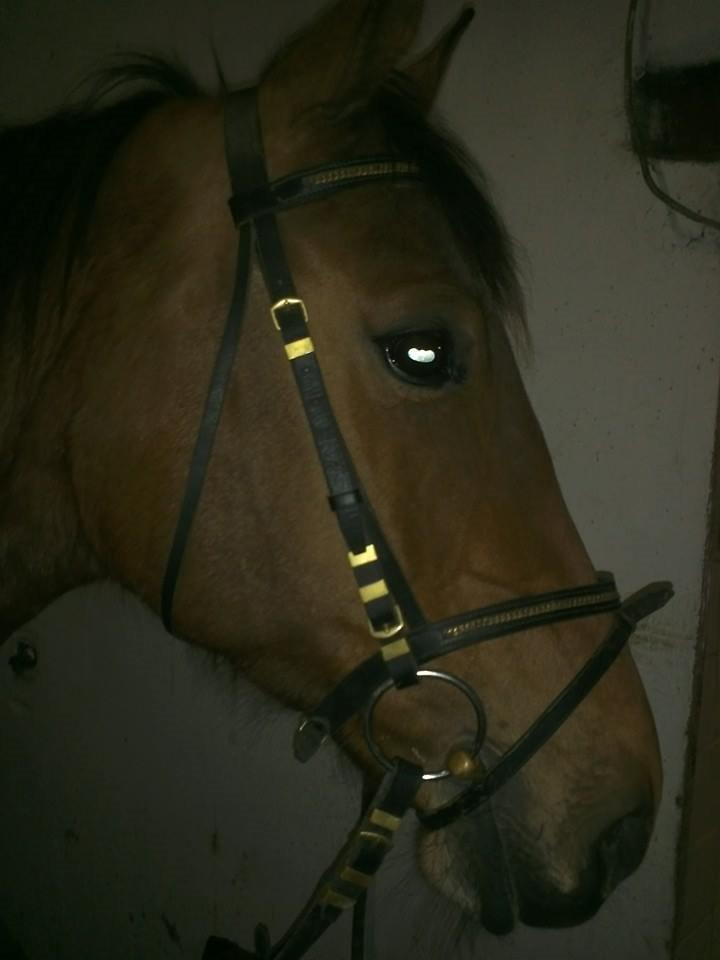 Anden særlig race *L*A*I*K*A* billede 14