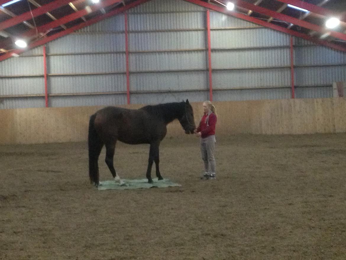 Anden særlig race Siegård's Jolie Marie - Hygge med pressening :) billede 5