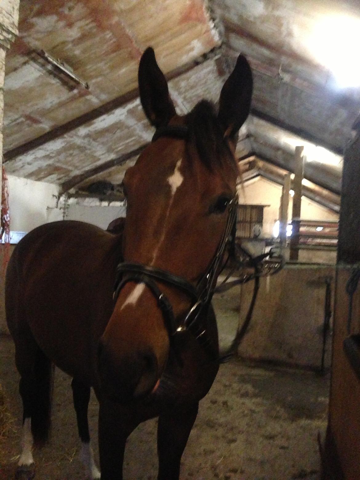 Anden særlig race Siegård's Jolie Marie - Hygge i stalden, men trense tilvænning :) billede 4