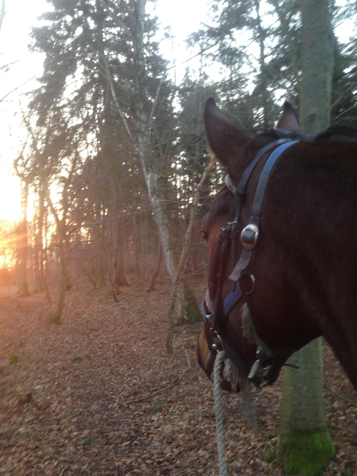 Anden særlig race Siegård's Jolie Marie - En lille gå tur i skoven! :) billede 6