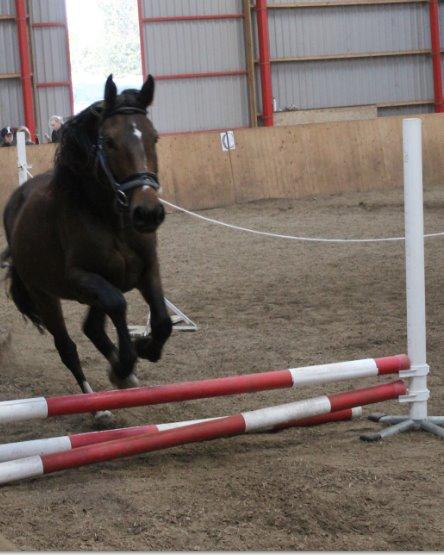 Anden særlig race Siegård's Jolie Marie - En af de første gange til løsspring :) billede 8