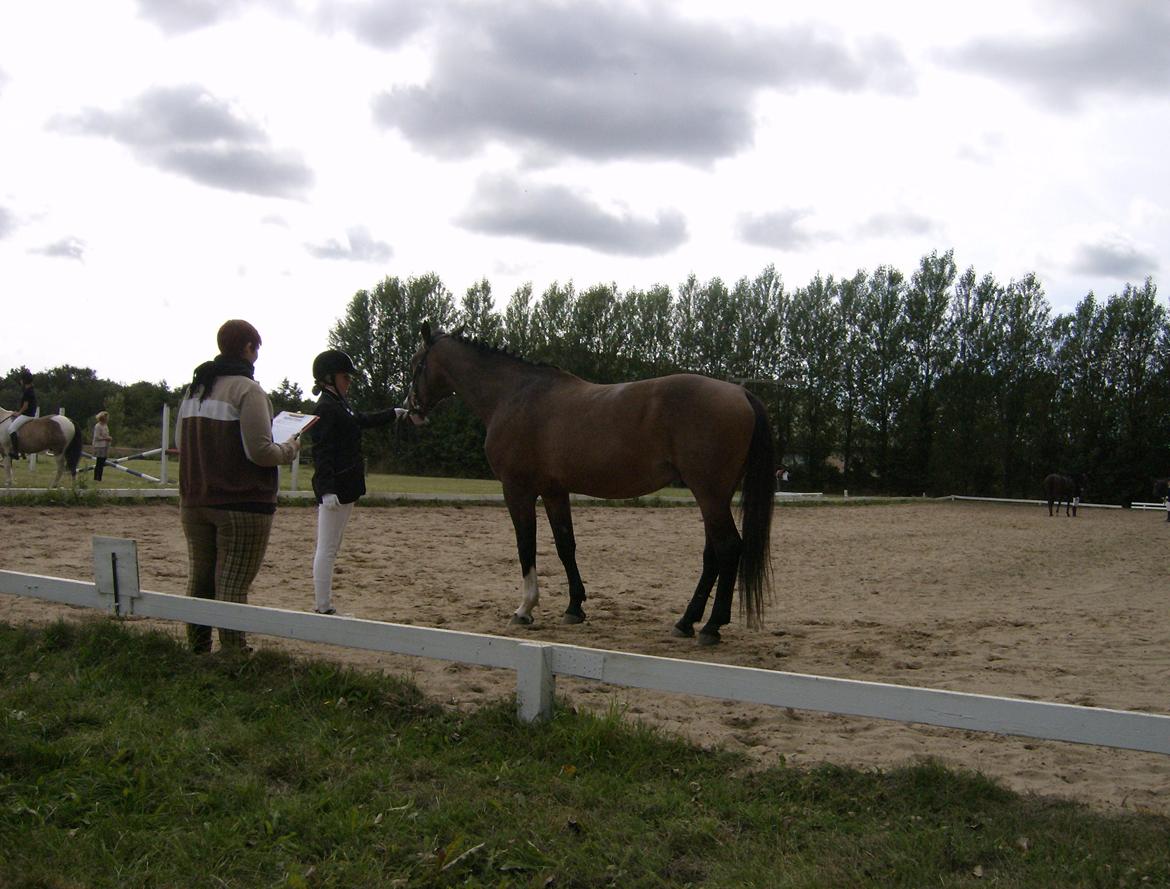 Anden særlig race Siegård's Jolie Marie - Jolies mor: Jean Maire her til klubmesterskaberne 2012! :) billede 9