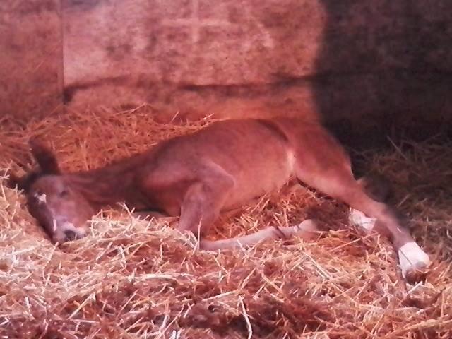 Anden særlig race Siegård's Jolie Marie - Få dage gammel! :) billede 2