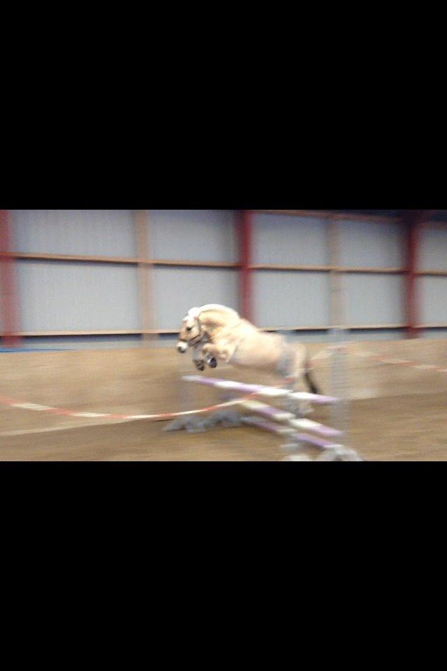 Fjordhest Pelle Lønbjerg billede 25