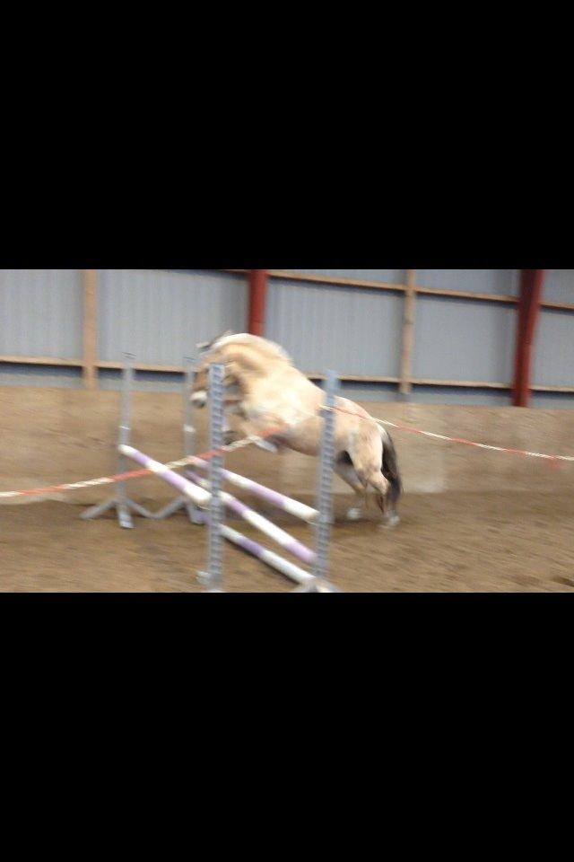 Fjordhest Pelle Lønbjerg billede 26