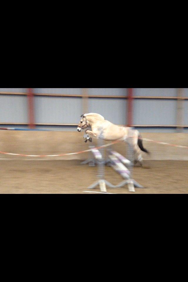 Fjordhest Pelle Lønbjerg billede 27