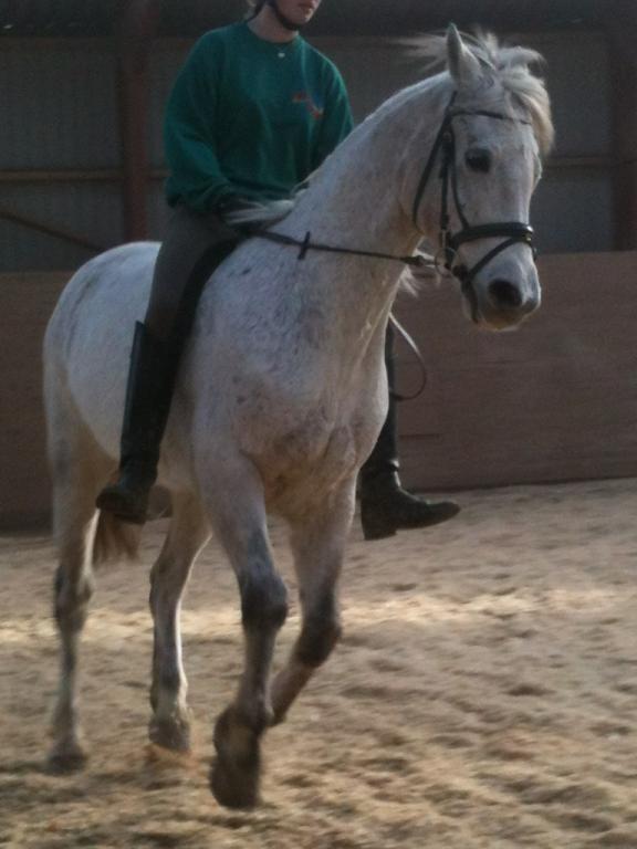 Connemara Hedegårdens Junker - Tak for at være så dejlig som du er Junkie <3 Elsker dig! billede 5