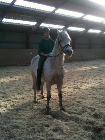 Connemara Hedegårdens Junker billede 9