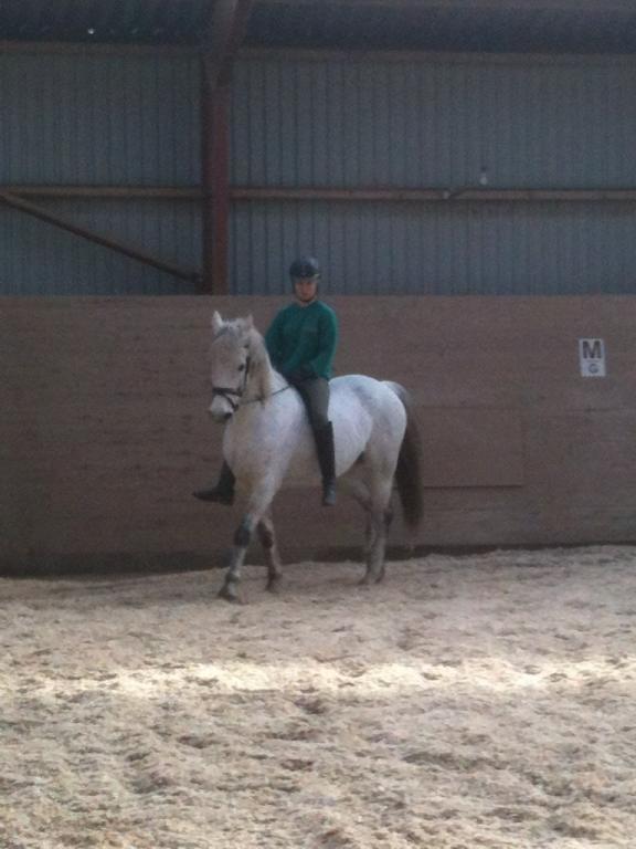 Connemara Hedegårdens Junker billede 16