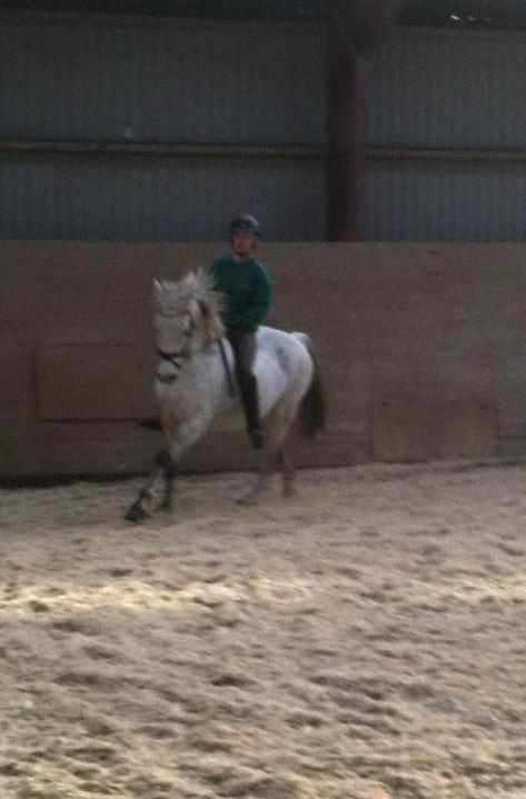 Connemara Hedegårdens Junker billede 6