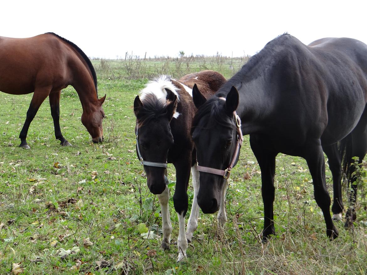 Paint ROCKYS FLYING COMET billede 15