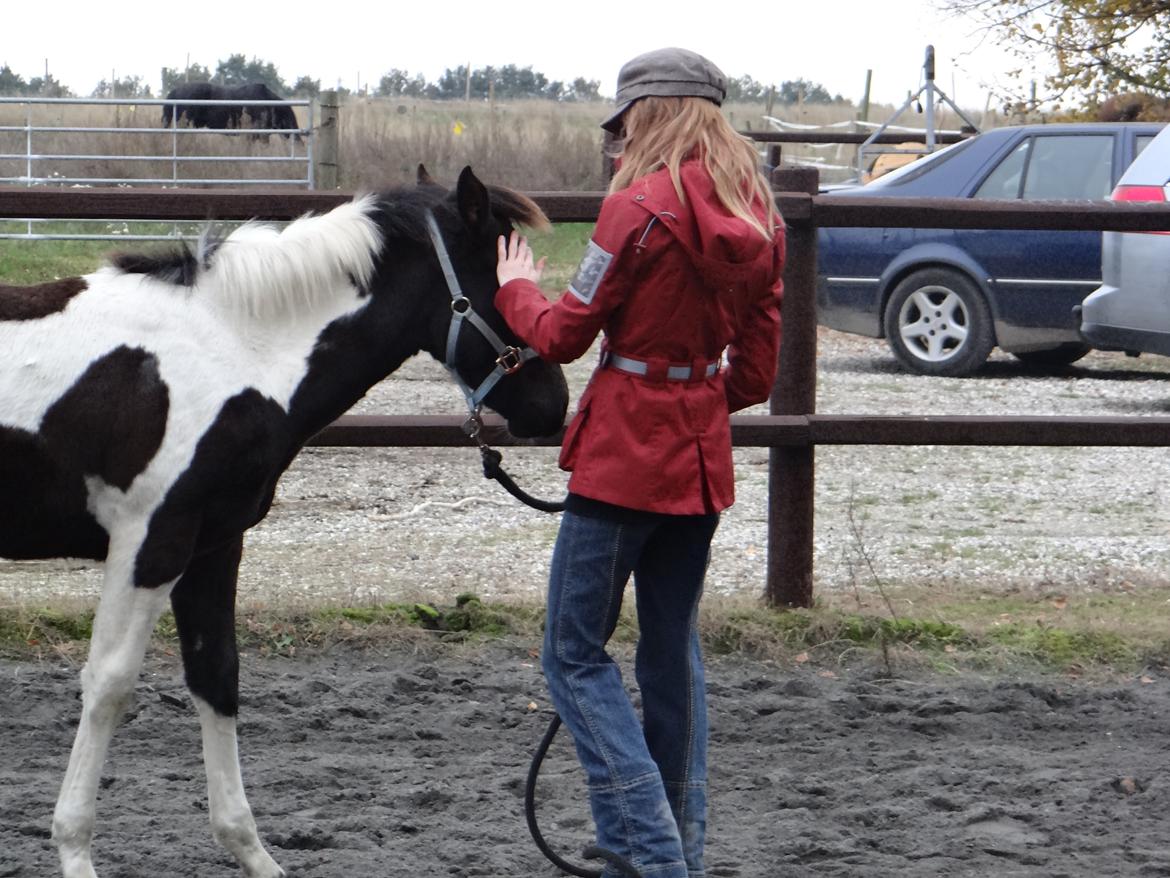 Paint ROCKYS FLYING COMET billede 16