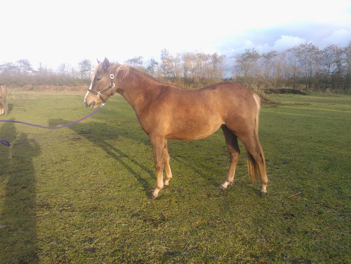 Anden særlig race Rosenkildes deeba - 2013 billede 6