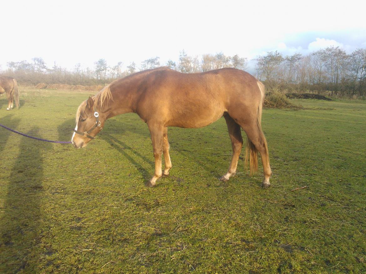 Anden særlig race Rosenkildes deeba - 2013 billede 7