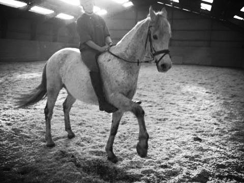 Connemara Hedegårdens Junker - Spanske skridt på komando fra ryggen <3 billede 7