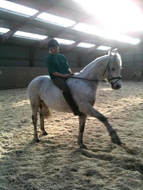 Connemara Hedegårdens Junker - Jeg elsker dig så meget mere end ord kan beskrive <3 billede 8