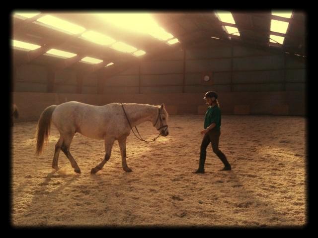 Connemara Hedegårdens Junker - Vi kender ikke så meget hinanden, men alligevel følger du mig bare! Du betyder meget for mig Junker <3 billede 11