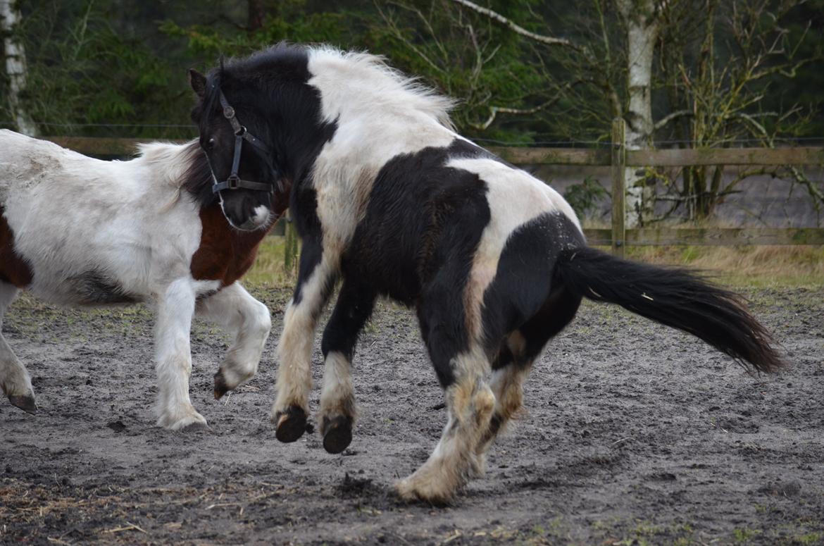 Irish Cob Crossbreed Blue Cheval Inesto (Tidl ) Pony - Min lille rodeo  dreng 2014 :) billede 15