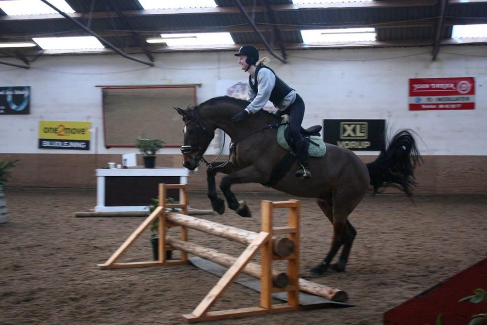 Holstener Noldes Amigo - Militarytræning på Kallehavegård billede 13