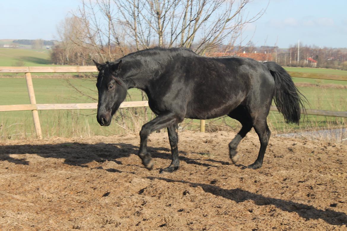 Oldenborg Celine Borrebjerg billede 4