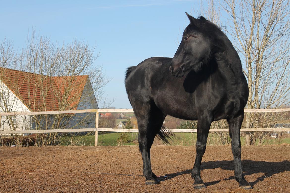 Oldenborg Celine Borrebjerg billede 19