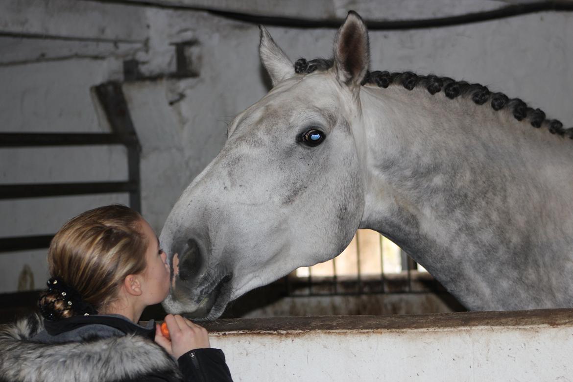Dansk Varmblod Schubang Agerled - Et kæmpe mys til min  baby! <3  billede 12