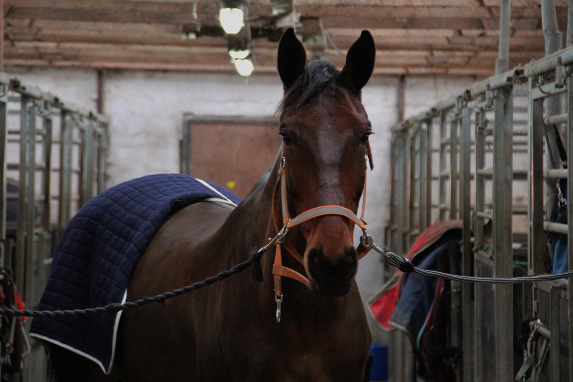 Dansk Varmblod Krogagers Cilla billede 18