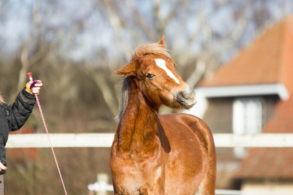 Anden særlig race Gry Soleil [Himmelhest] - Ryste.. billede 16