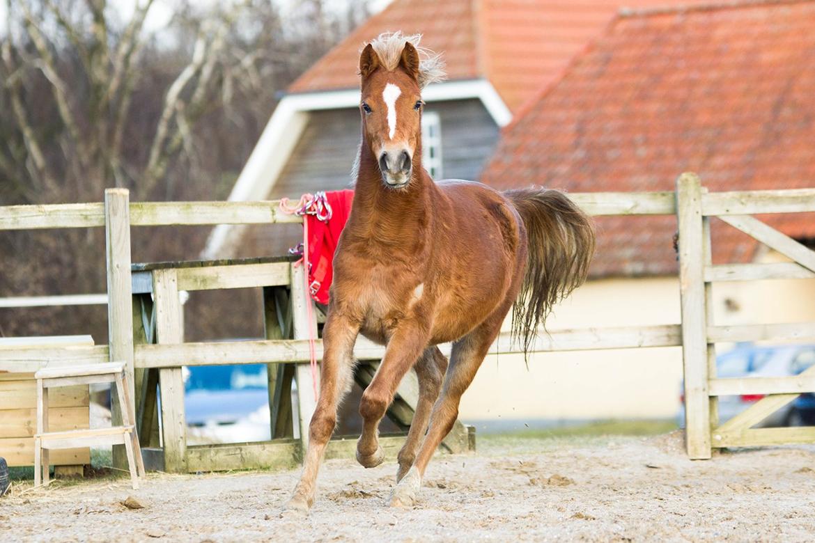 Anden særlig race Gry Soleil [Himmelhest] - Gry fuld af selvtillid :) billede 17