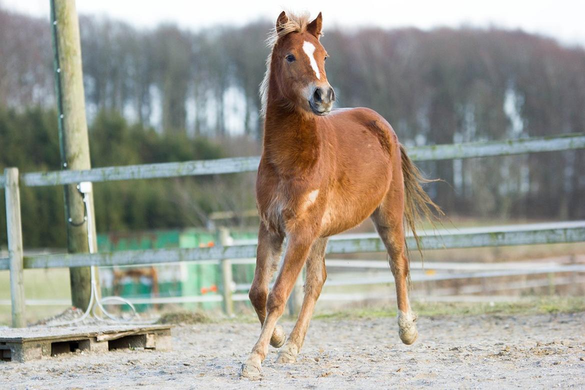 Anden særlig race Gry Soleil [Himmelhest] - Smukke pige! billede 18