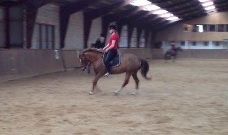 New Forest Freja billede 8