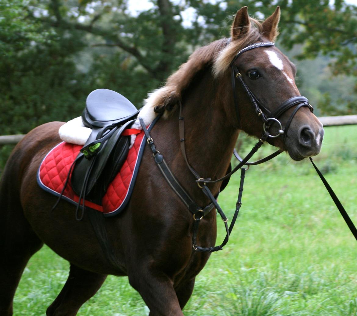 New Forest Freja billede 10