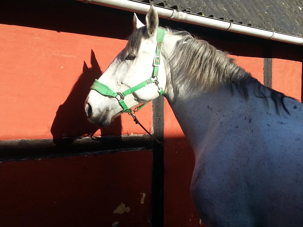 Anden særlig race Isha billede 9